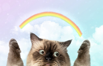 Katt med regnbåge