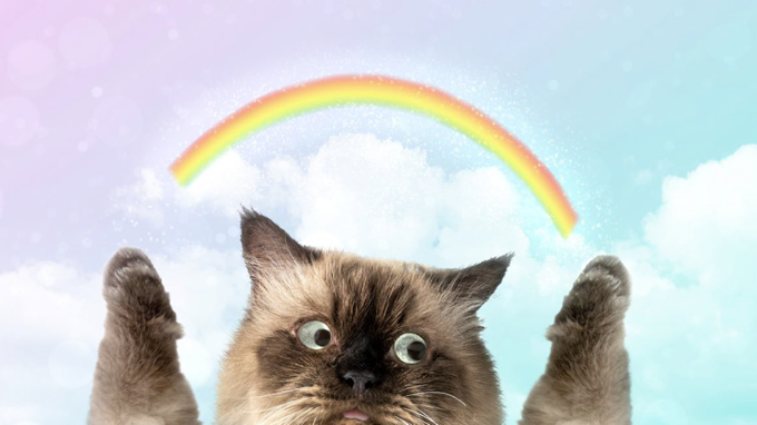 Katt med regnbåge