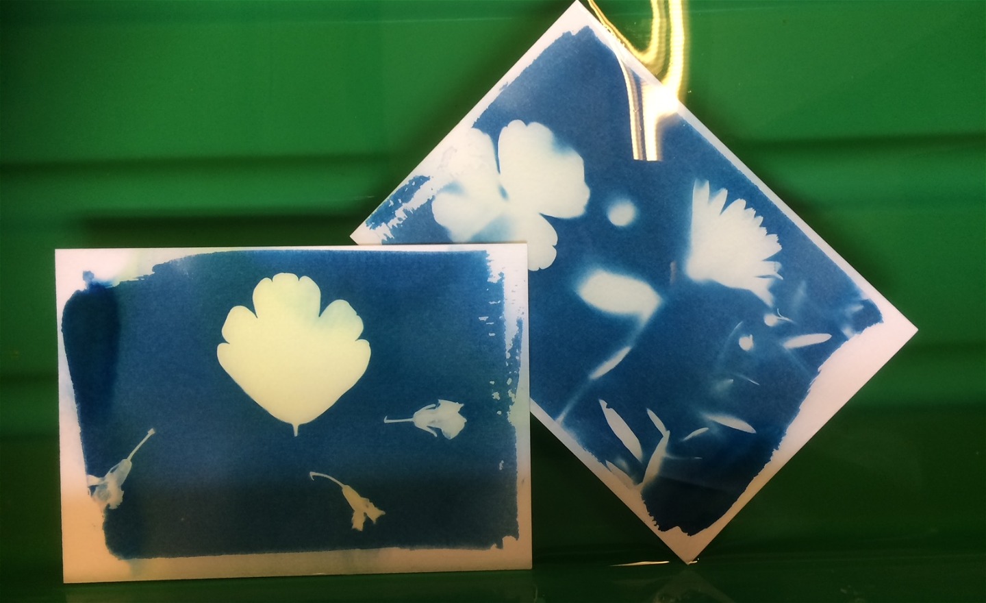 Bilder skapade med tekniken cyanotypi. 